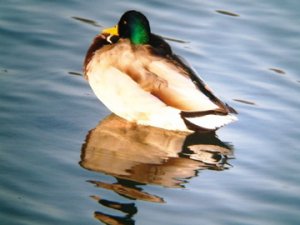 I'm too sexy for my reflection - Mallard