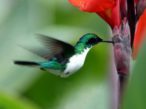 Purple-crowned Fairy