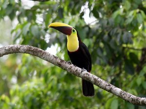 Chestnut-mandibled Toucan