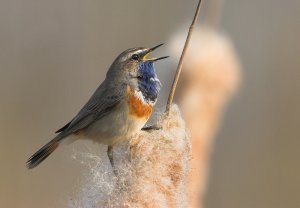 Bluethroat