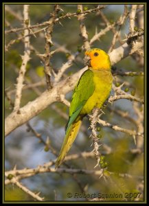 Brown-throated Parakeet