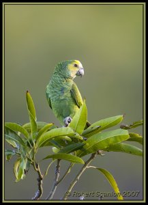 Yellow-shouldered Parrot