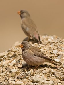 Trumpeter Finch