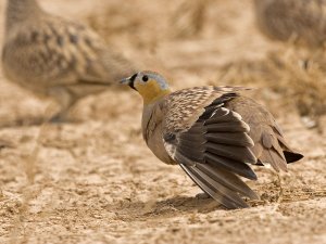 Crowned Sandgrouse