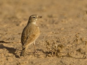 Arabian Lark