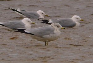 Ring-billed Gull