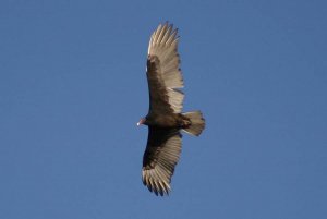 Turkey Vulture