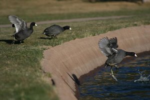 American Coot