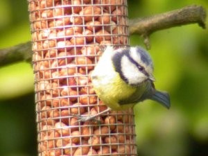 Feeding Blue tit on nut feeder