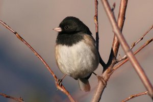 Oregon Junco