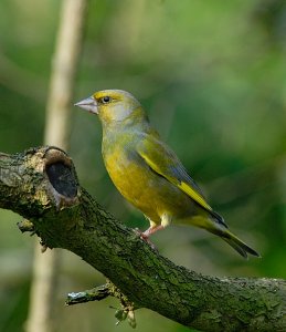 Greenfinch