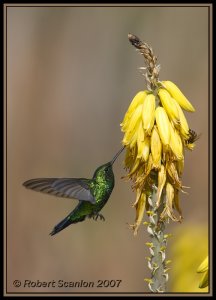 Blue-tailed Emerald