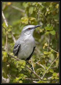 Tropical Mockingbird