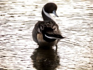 Pintail in bronze