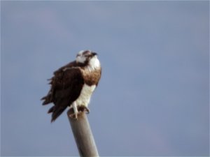 Osprey - were are the fish?