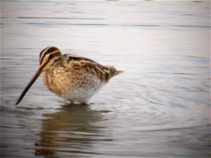 Common Snipe