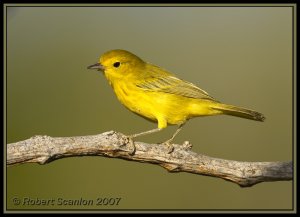 Yellow Warbler