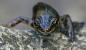 Common Newt