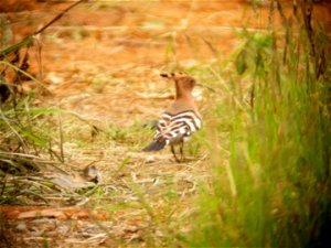 Hoopoe in spring