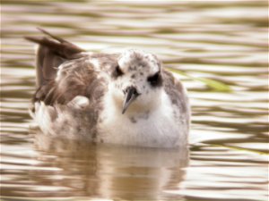 Red-necked Phalarope