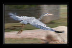 Great Blue Heron