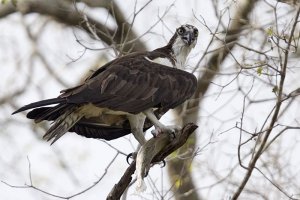 Osprey