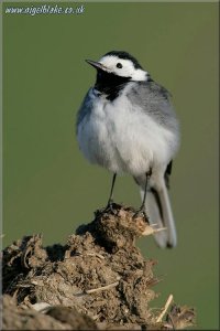 Pied Wagtail