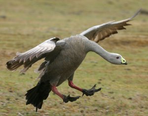 Cape Barren Goose