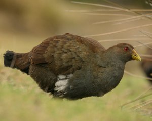 Tasmanian Native Hen