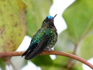Fiery-throated Hummingbird - another view