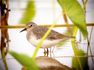 Temminck's Stint