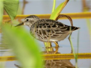 Long-toed Stint