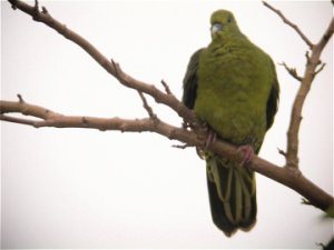 Whistling Green Pigeon