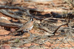 Chestnut-breasted Quail-thrush