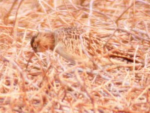 Little Whimbrel..where are you?