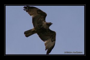 Red-Tailed Hawk