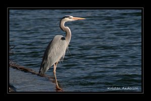 Great Blue Heron