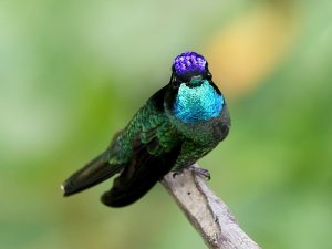 Magnificent Hummingbird #1