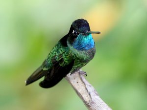 Magnificent Hummingbird #2