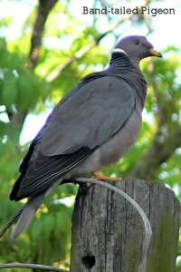 Band-tailed Pigeon in Houston, Texas