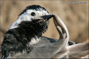 Preening Wagtail