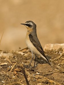 Northern Wheatear