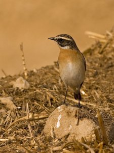 Whinchat