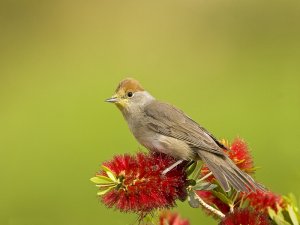 Blackcap