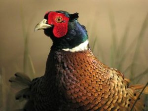 Pheasant in the wind