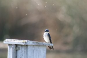 Tree Swallow and gnats
