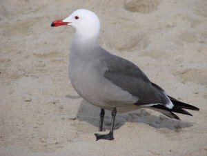 Heerman's Gull