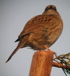 Dunnock