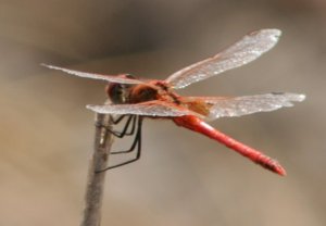 Red Viened Darter