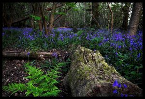 Bluebell Wood